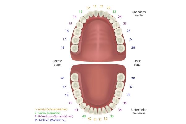 Quadrant: 8 Zähne in jedem Viertel eines Kiefers = 32 Zähne im Gebiss